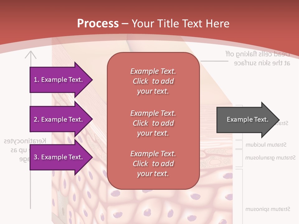 A Diagram Of The Structure Of The Skin PowerPoint Template