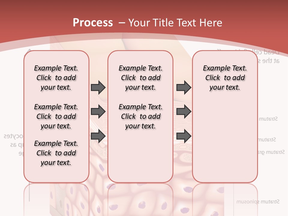 A Diagram Of The Structure Of The Skin PowerPoint Template