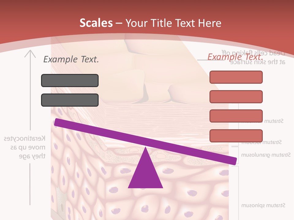 A Diagram Of The Structure Of The Skin PowerPoint Template