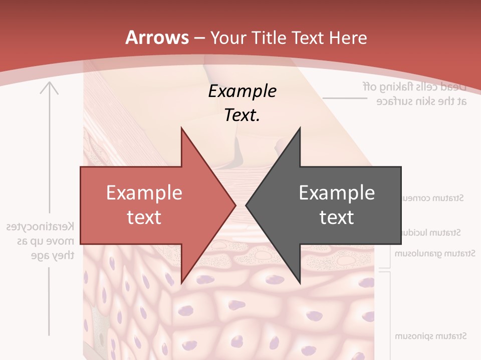 A Diagram Of The Structure Of The Skin PowerPoint Template