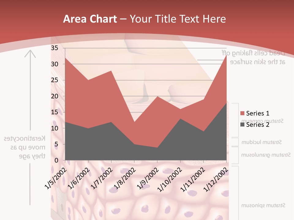 A Diagram Of The Structure Of The Skin PowerPoint Template