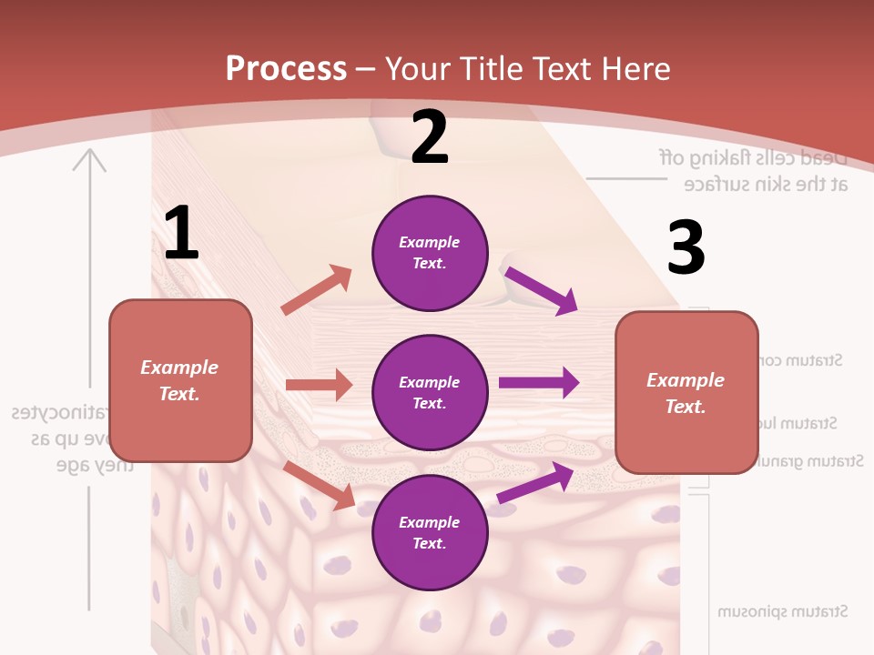 A Diagram Of The Structure Of The Skin PowerPoint Template