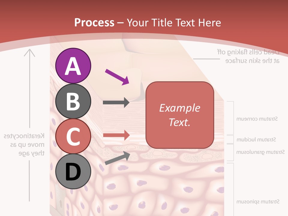 A Diagram Of The Structure Of The Skin PowerPoint Template