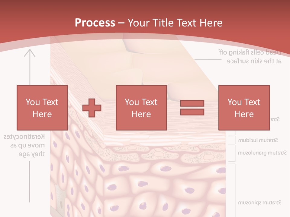 A Diagram Of The Structure Of The Skin PowerPoint Template