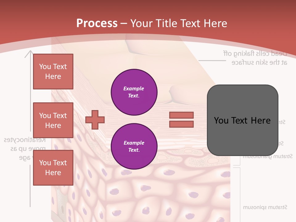 A Diagram Of The Structure Of The Skin PowerPoint Template