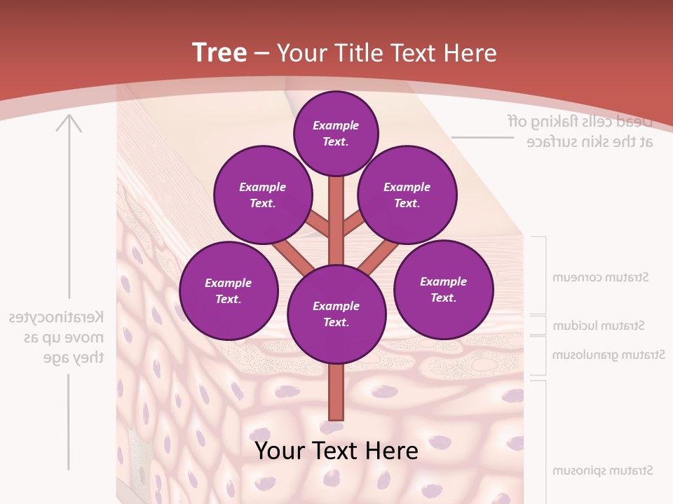 A Diagram Of The Structure Of The Skin PowerPoint Template
