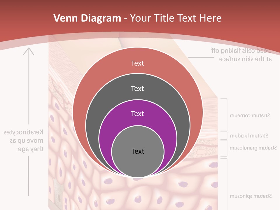 A Diagram Of The Structure Of The Skin PowerPoint Template