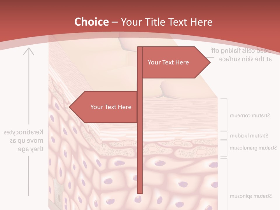 A Diagram Of The Structure Of The Skin PowerPoint Template