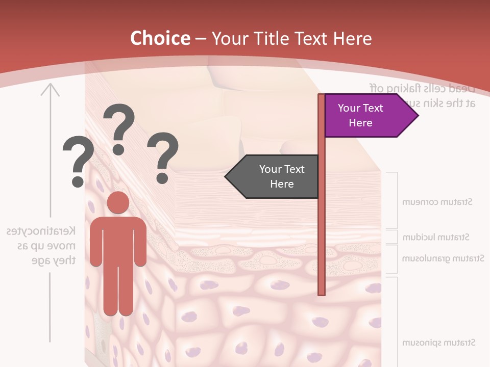 A Diagram Of The Structure Of The Skin PowerPoint Template