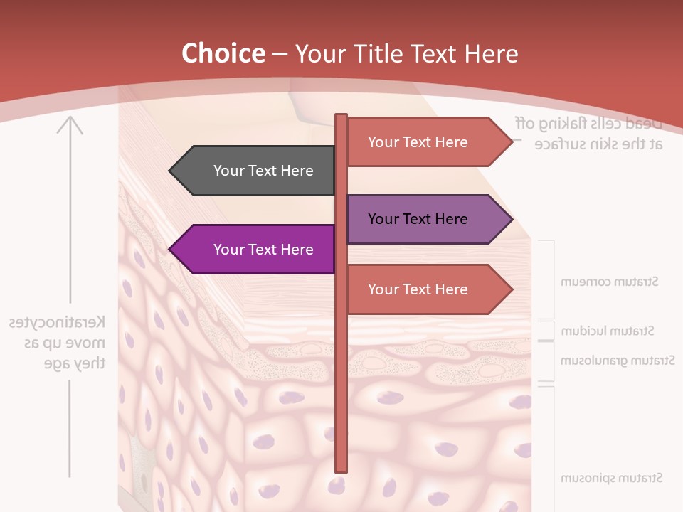A Diagram Of The Structure Of The Skin PowerPoint Template