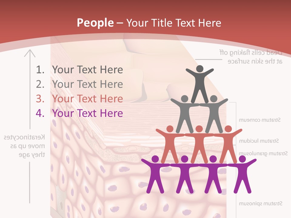 A Diagram Of The Structure Of The Skin PowerPoint Template