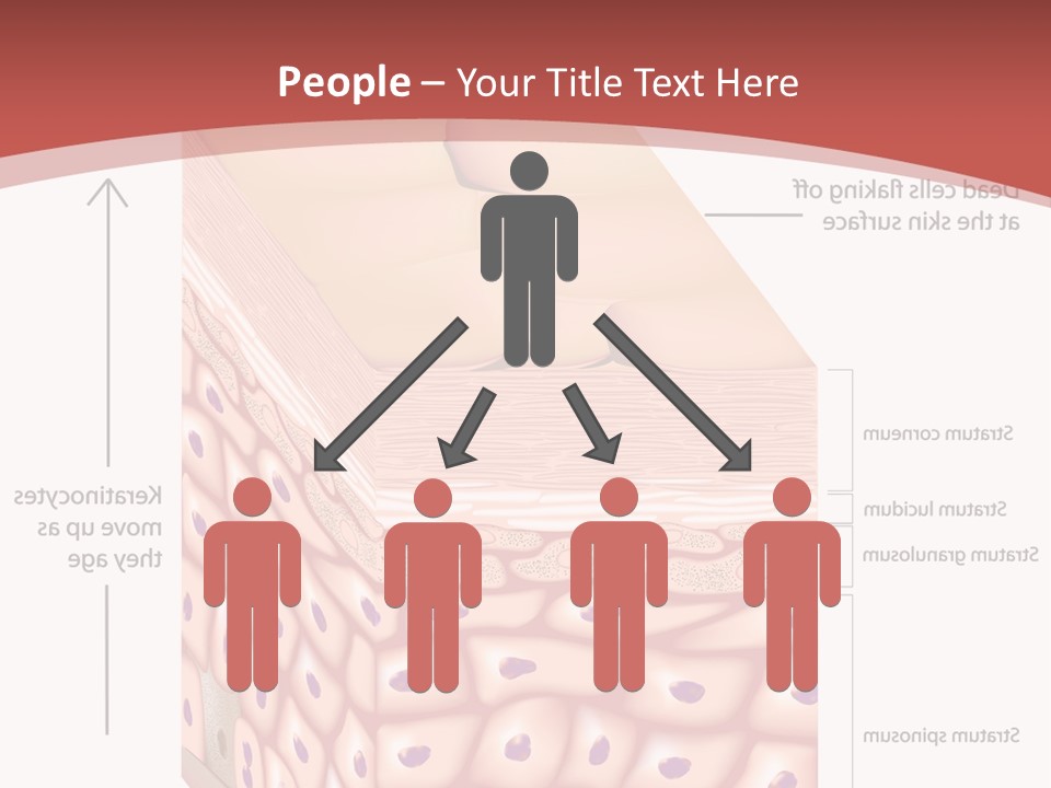 A Diagram Of The Structure Of The Skin PowerPoint Template