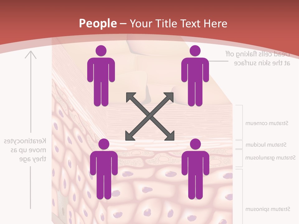 A Diagram Of The Structure Of The Skin PowerPoint Template