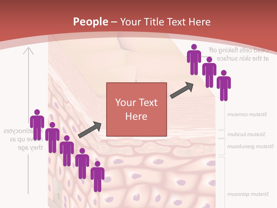 A Diagram Of The Structure Of The Skin PowerPoint Template