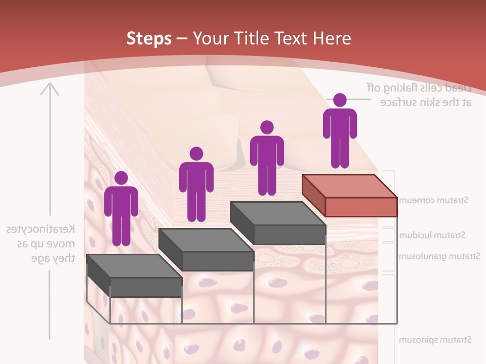 A Diagram Of The Structure Of The Skin PowerPoint Template