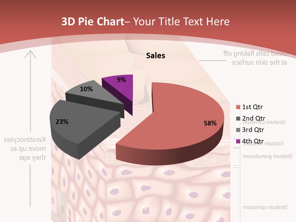 A Diagram Of The Structure Of The Skin PowerPoint Template