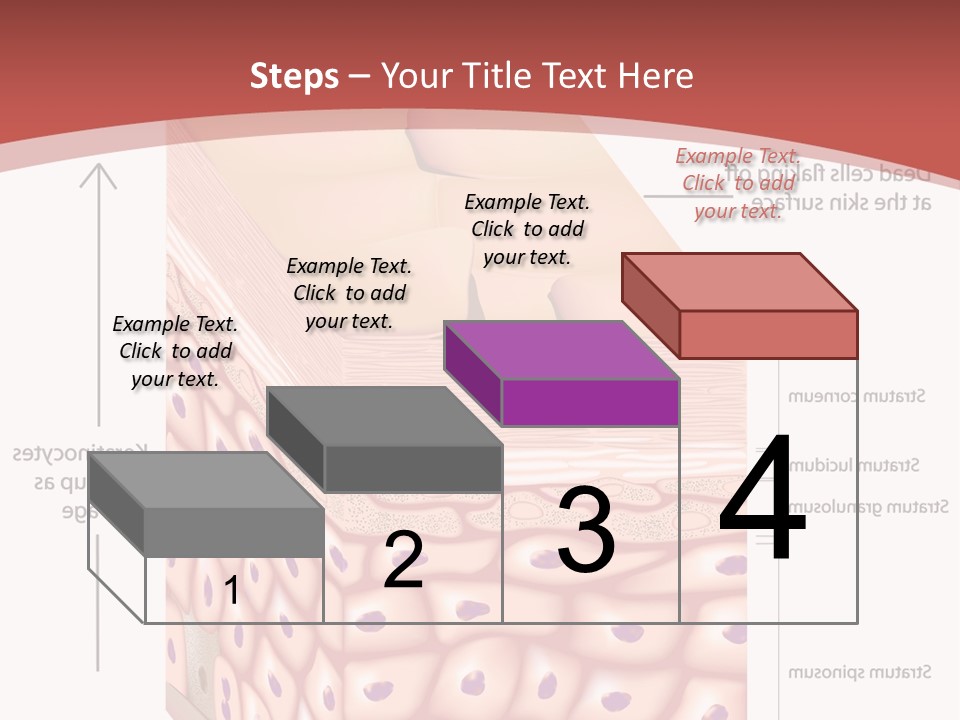 A Diagram Of The Structure Of The Skin PowerPoint Template