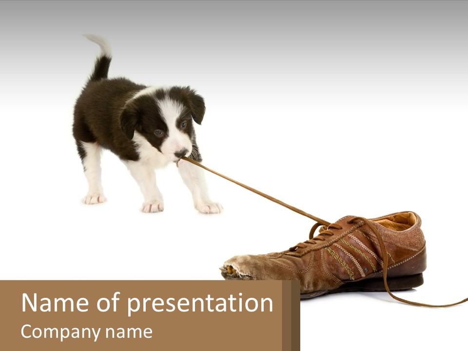A Puppy Pulling On A Shoe With A Leash PowerPoint Template