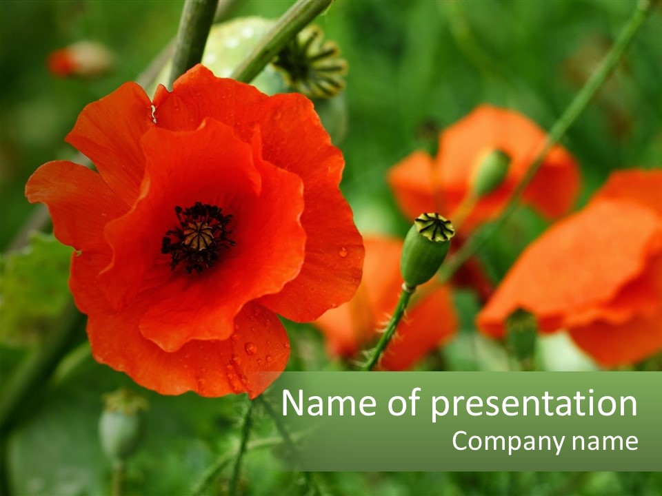 A Bunch Of Red Flowers In A Field PowerPoint Template