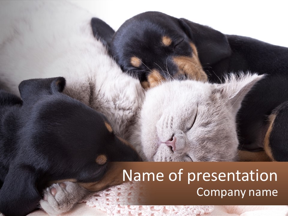 A Group Of Dogs And A Cat Sleeping Together PowerPoint Template