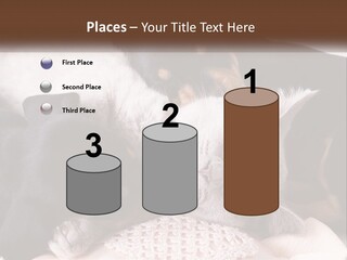 A Group Of Dogs And A Cat Sleeping Together PowerPoint Template