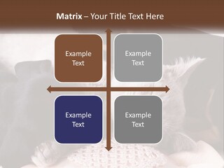 A Group Of Dogs And A Cat Sleeping Together PowerPoint Template