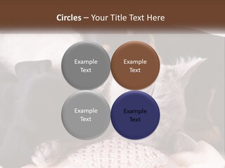 A Group Of Dogs And A Cat Sleeping Together PowerPoint Template