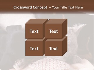 A Group Of Dogs And A Cat Sleeping Together PowerPoint Template