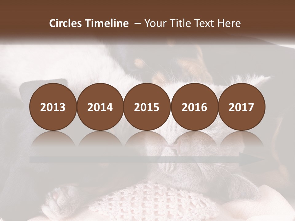 A Group Of Dogs And A Cat Sleeping Together PowerPoint Template