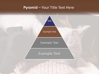 A Group Of Dogs And A Cat Sleeping Together PowerPoint Template