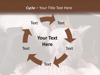 A Group Of Dogs And A Cat Sleeping Together PowerPoint Template