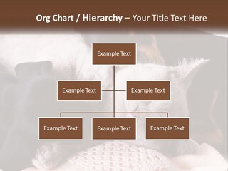 A Group Of Dogs And A Cat Sleeping Together PowerPoint Template