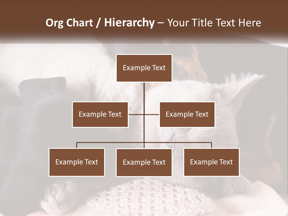 A Group Of Dogs And A Cat Sleeping Together PowerPoint Template