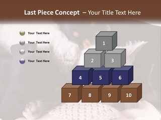 A Group Of Dogs And A Cat Sleeping Together PowerPoint Template