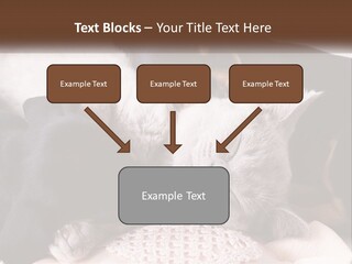 A Group Of Dogs And A Cat Sleeping Together PowerPoint Template