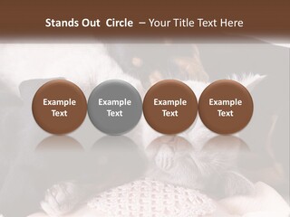 A Group Of Dogs And A Cat Sleeping Together PowerPoint Template