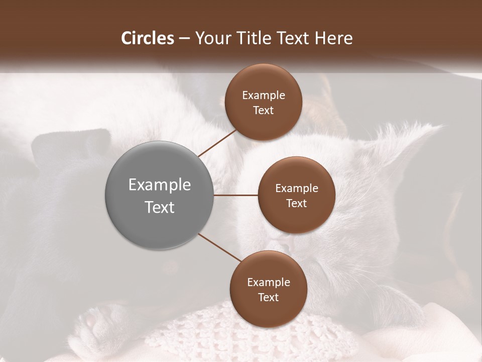 A Group Of Dogs And A Cat Sleeping Together PowerPoint Template