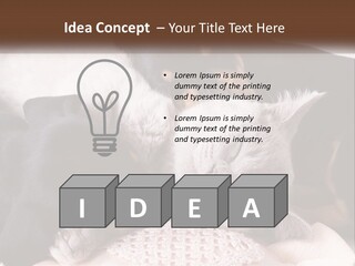 A Group Of Dogs And A Cat Sleeping Together PowerPoint Template