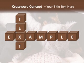 A Group Of Dogs And A Cat Sleeping Together PowerPoint Template