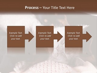 A Group Of Dogs And A Cat Sleeping Together PowerPoint Template