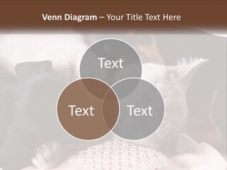 A Group Of Dogs And A Cat Sleeping Together PowerPoint Template