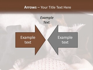 A Group Of Dogs And A Cat Sleeping Together PowerPoint Template