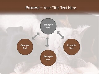 A Group Of Dogs And A Cat Sleeping Together PowerPoint Template