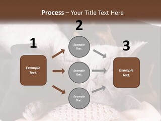 A Group Of Dogs And A Cat Sleeping Together PowerPoint Template