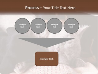 A Group Of Dogs And A Cat Sleeping Together PowerPoint Template