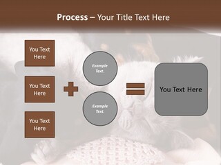 A Group Of Dogs And A Cat Sleeping Together PowerPoint Template