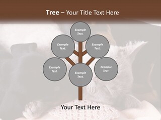 A Group Of Dogs And A Cat Sleeping Together PowerPoint Template