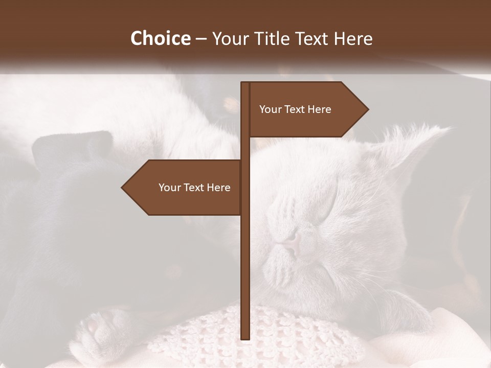 A Group Of Dogs And A Cat Sleeping Together PowerPoint Template