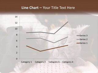 A Group Of Dogs And A Cat Sleeping Together PowerPoint Template