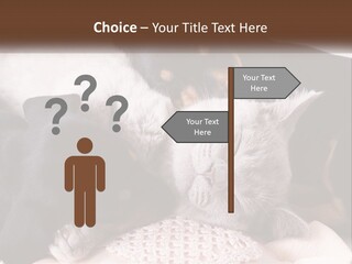 A Group Of Dogs And A Cat Sleeping Together PowerPoint Template